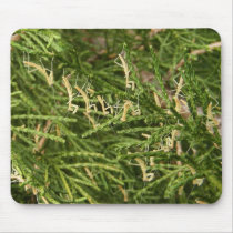 Baby Mantis ~ mousepad