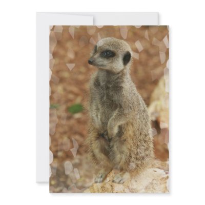 Baby Meerkat Invitation by WildlifeAnimals