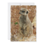 Baby Meerkat Invitation