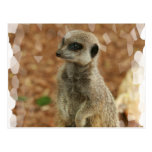 Baby Meerkat Postcard