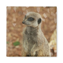Baby Meerkat Square Magnet