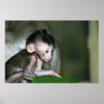 Baby Monkey 3 Print