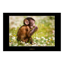 Baby Monkey Eating posters