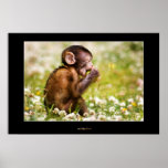 Baby Monkey Eating posters