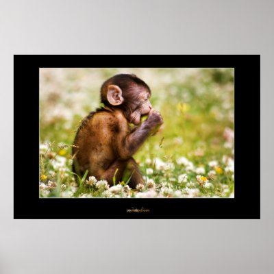 Baby Monkey Eating Poster by gojira66