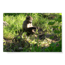 Baby Monkey posters