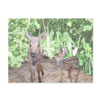Baby moose calf and fawn postcard