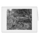 Baby Moose In Alaska 1915 cards by lc_alaska Baby Moose In Alaska 1915 cards