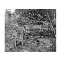 Baby Moose In Alaska 1915 posters