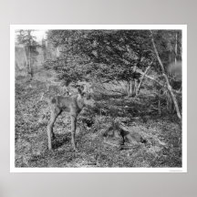 Baby Moose In Alaska 1915 Posters