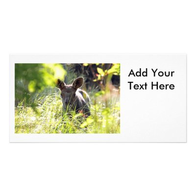 Baby Moose Photo Greeting Card by funnaturephotography