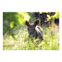 Baby Moose Art Photo