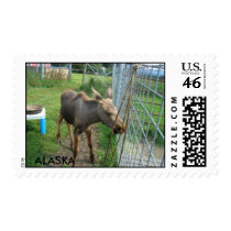 Baby Moose postage