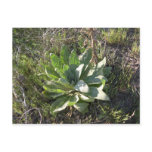 Baby Mullein plant, one sign of Spring Postcard