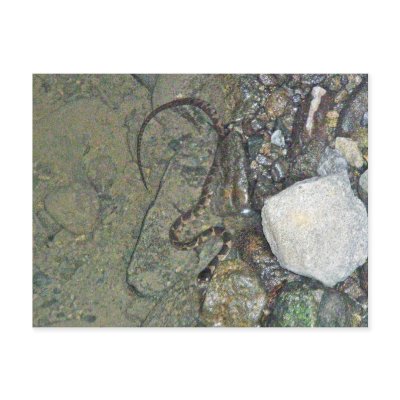 Baby Northern Water Snake (Nerodia sipedon) Items Post Cards by CarolsCamera