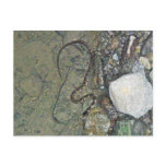 Baby Northern Water Snake (Nerodia sipedon) Items Post Cards