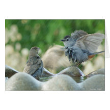 Baby Nuthatch Card
