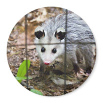 Baby Opossum magnets