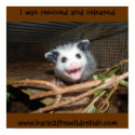 baby opossum poster posters