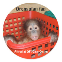 Baby Orangutan Alfred Stickers