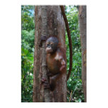 Baby Orangutan in Borneo Rainforest posters
