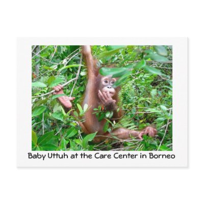 Baby Orangutan in Indonesian Rainforest Postcard by Orangutan_Foundation