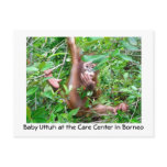Baby Orangutan in Indonesian Rainforest Postcard