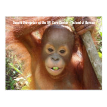 Baby Orangutan Photo (Donald) Postcard