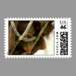 Baby Orangutan Postage postage