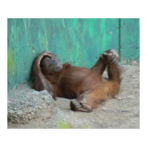Baby orangutan resting posters by Yarijik Baby orangutan resting posters