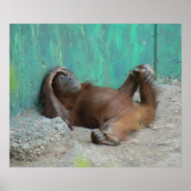 Baby orangutan resting posters