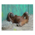 Baby orangutan resting posters