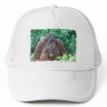 Baby Orangutan with Mother  Baseball Hat