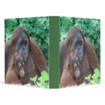 Baby Orangutan with Mother Binder