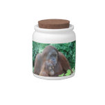 Baby Orangutan with Mother Candy Jar