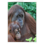 Baby Orangutan with Mother  Greeting Card