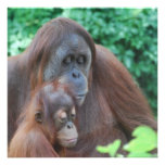 Baby Orangutan with Mother Invitations