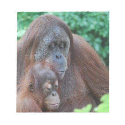 Baby Orangutan with Mother Notepad by WildlifeAnimals