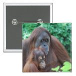 Baby Orangutan with Mother  Pin