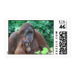 Baby Orangutan with Mother Postage Stamp