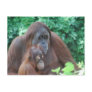 Baby Orangutan with Mother  Postcard