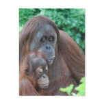 Baby Orangutan with Mother  Postcard