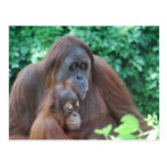 Baby Orangutan with Mother  Postcard