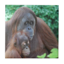Baby Orangutan with Mother Tile