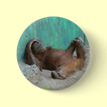 Baby orangutang resting buttons