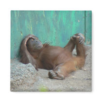 Baby orangutang resting magnets by Yarijik Baby orangutang resting magnets
