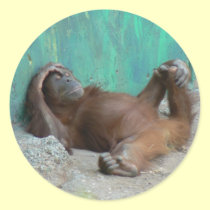 Baby orangutang resting stickers