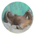 Baby orangutang resting stickers