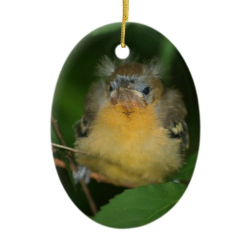 Baby Oriole Bird Animal Ornament ornament