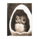 Baby Owl Postcards